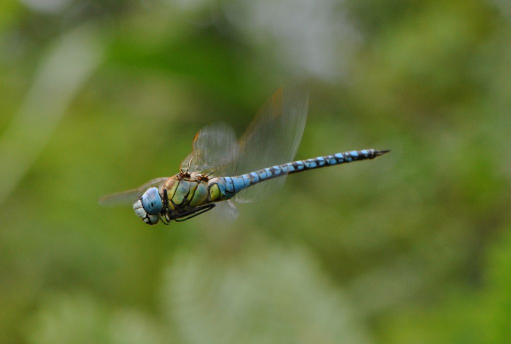 Aeshna mixta: conferma id... no, Aeshna affinis